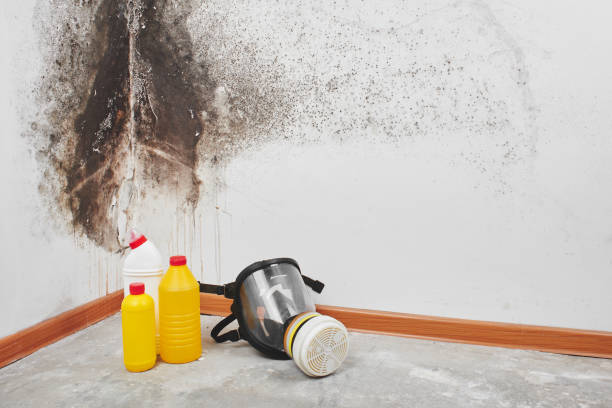 Best Attic Mold Removal  in Green Hill, TN