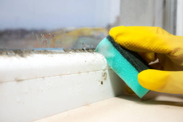 Best Office Mold Removal Services  in Green Hill, TN