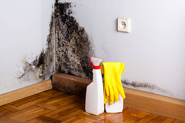 Mold Removal and Inspection in Green Hill, TN