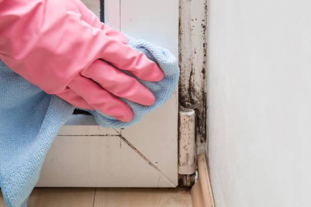 Attic Mold Removal in Green Hill, TN