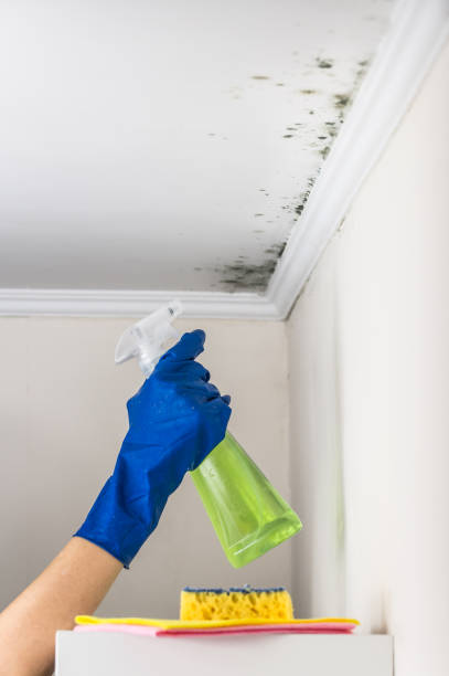 Best Local Mold Removal Service  in Green Hill, TN